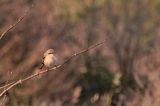 20111031_Langstaartklauwier_Den helder_05